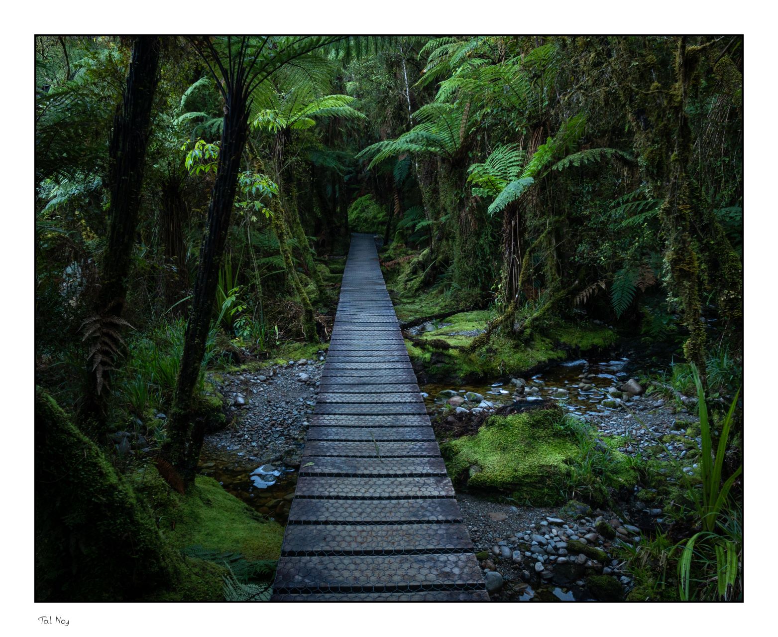 Inside The Jungle - dense tropical rainforest with lush greenery